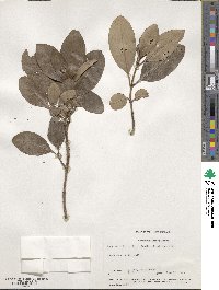 Coprosma lucida image