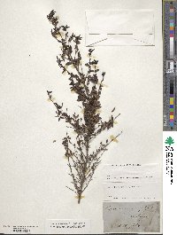 Coprosma quadrifida image