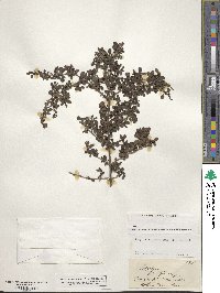 Image of Coprosma parviflora