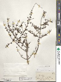 Image of Coprosma propinqua