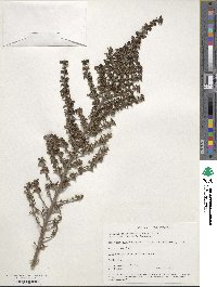 Image of Coprosma pseudocuneata