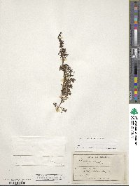 Coprosma pumila image