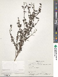 Coprosma quadrifida image