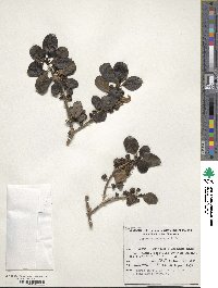 Coprosma repens image