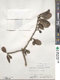 Coprosma repens image