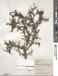 Coprosma rhamnoides image