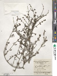 Coprosma rhamnoides image