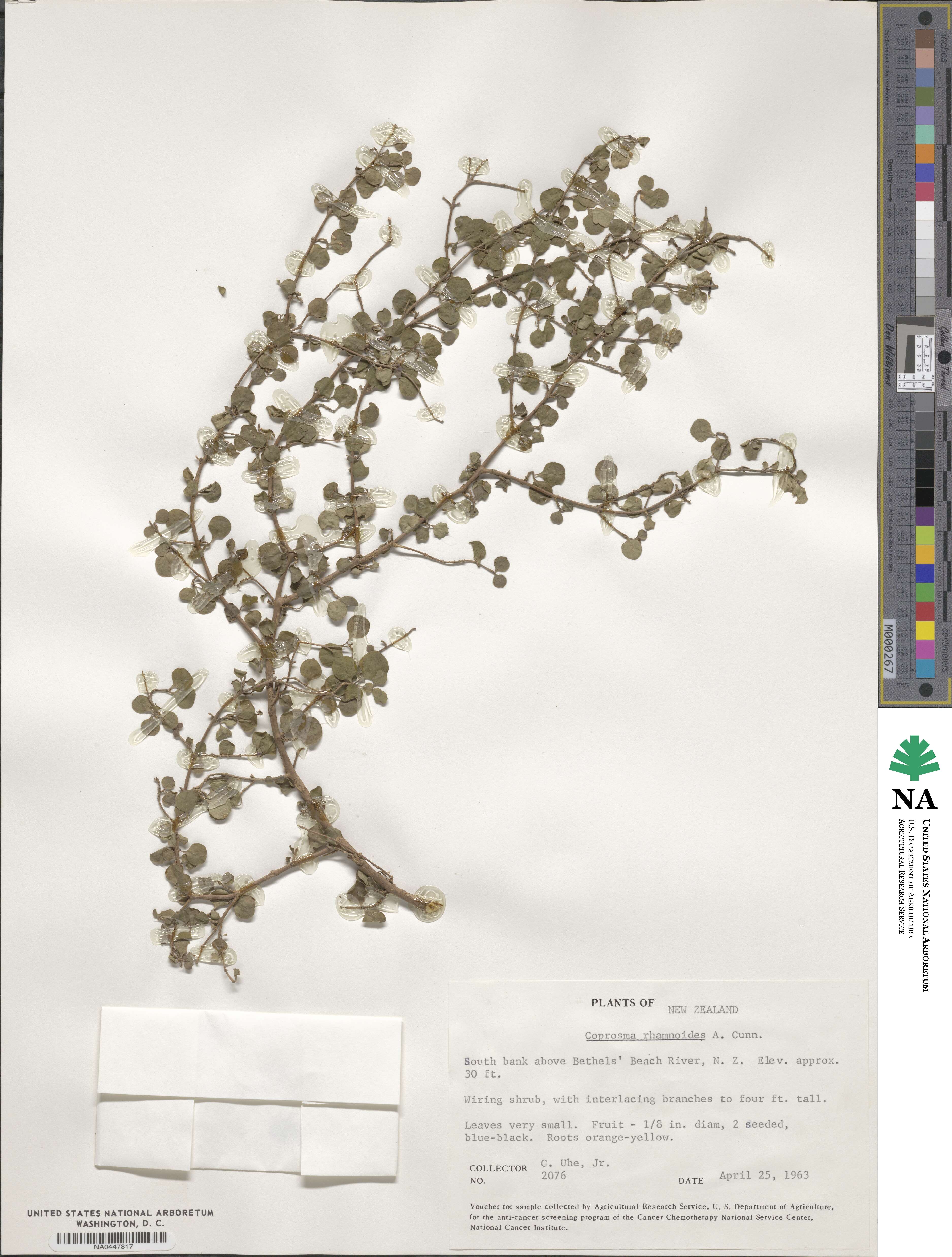 Coprosma rhamnoides image