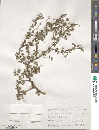 Coprosma rhamnoides image