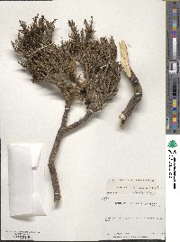 Coprosma rugosa image