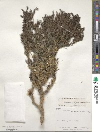 Coprosma rugosa image