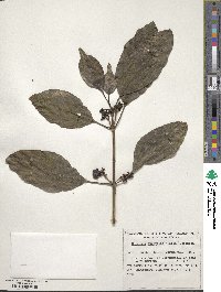 Coprosma lucida image