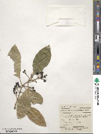 Coprosma lucida image