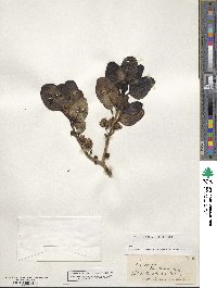 Coprosma baueri image