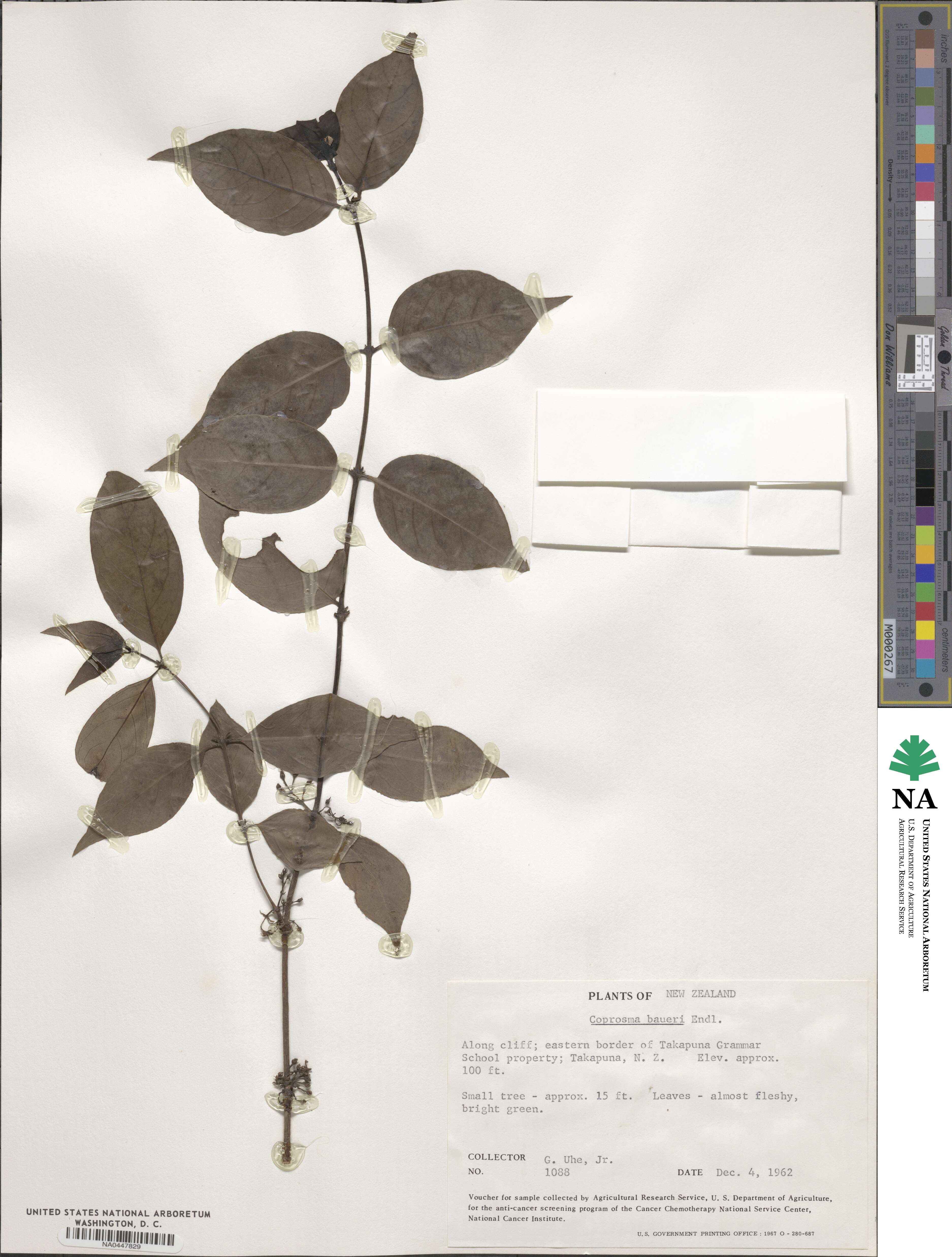 Coprosma image