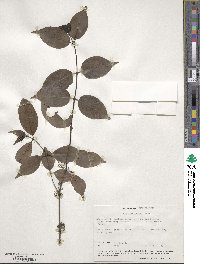 Coprosma baueri image