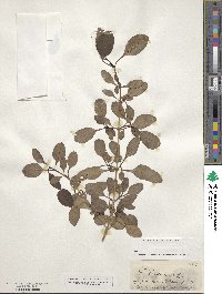 Image of Coprosma foetidissima