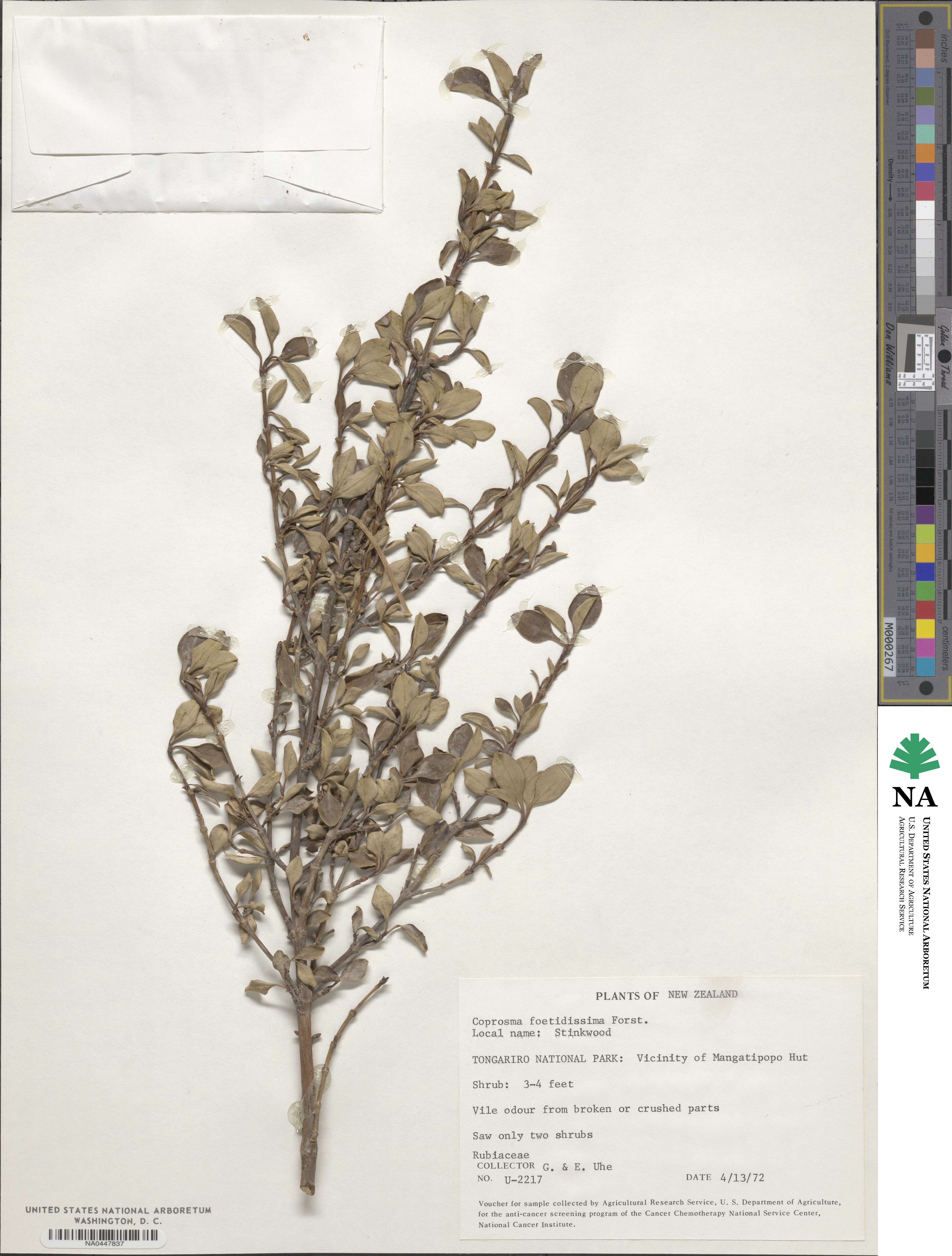 Coprosma foetidissima image