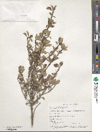 Coprosma foetidissima image