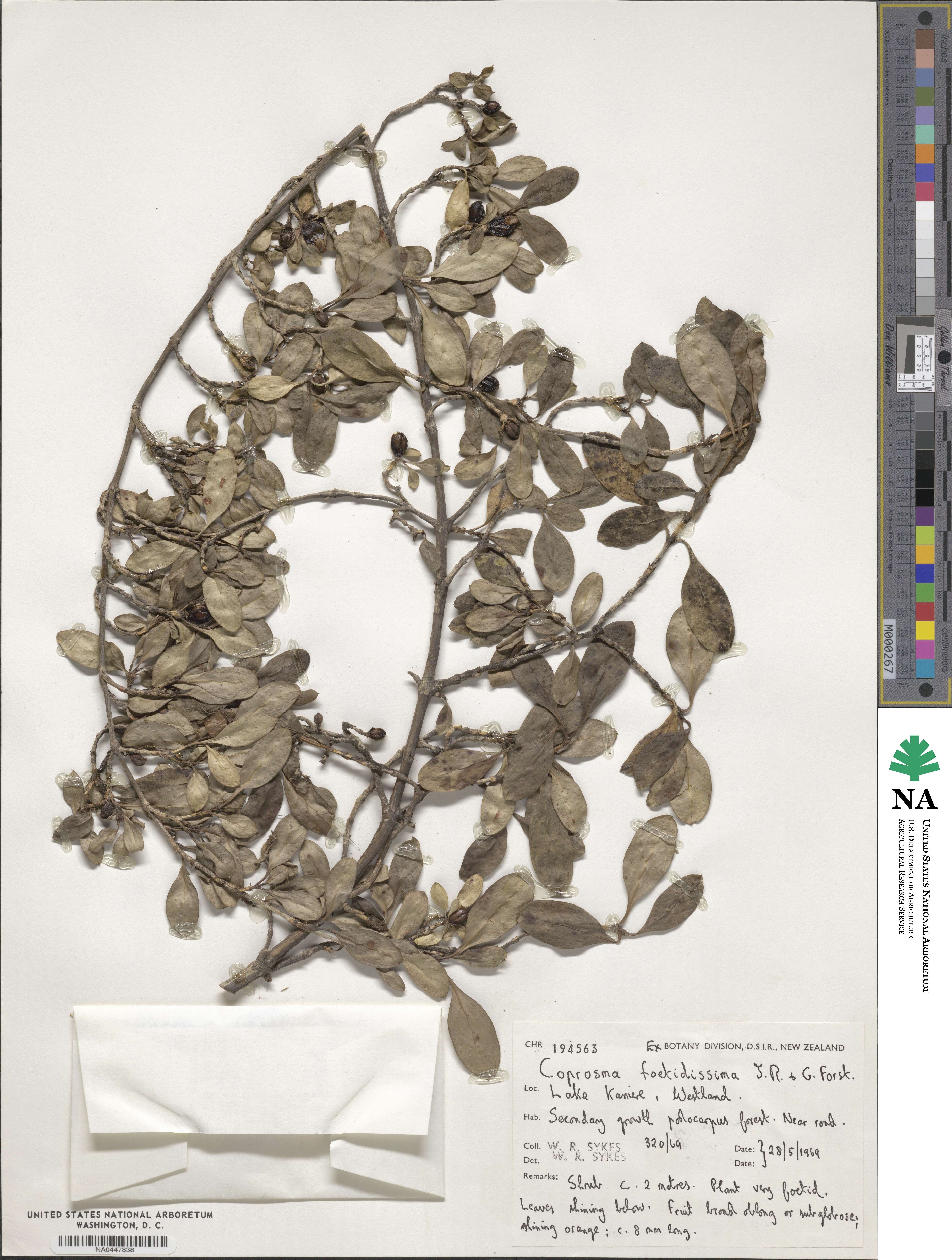 Coprosma foetidissima image