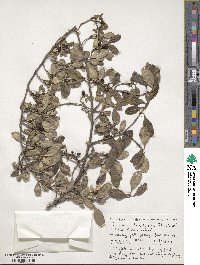 Coprosma foetidissima image