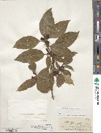 Coprosma lucida image