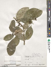 Coprosma lucida var. lucida image