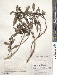 Image of Coprosma oliveri