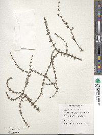 Coprosma acerosa image