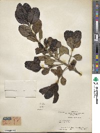 Coprosma baueri image