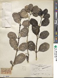 Coprosma baueri image