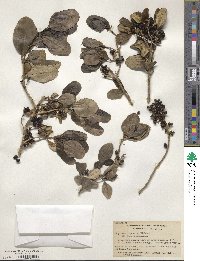 Coprosma repens image