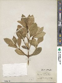 Coprosma robusta image