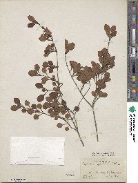 Coprosma spathulata image