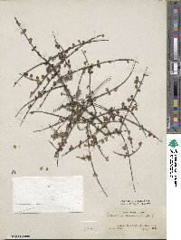 Coprosma tenuicaulis image