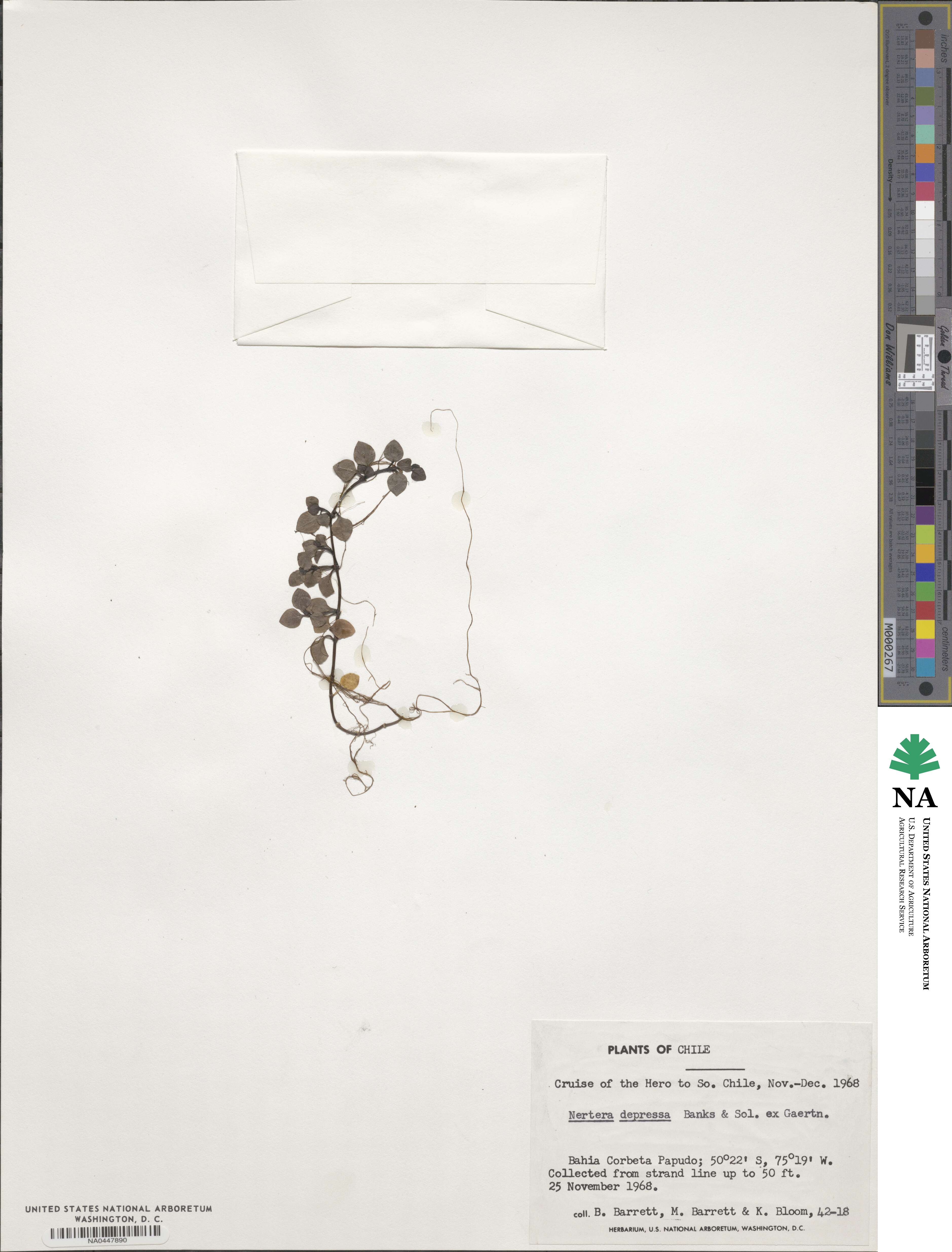 Nertera granadensis image