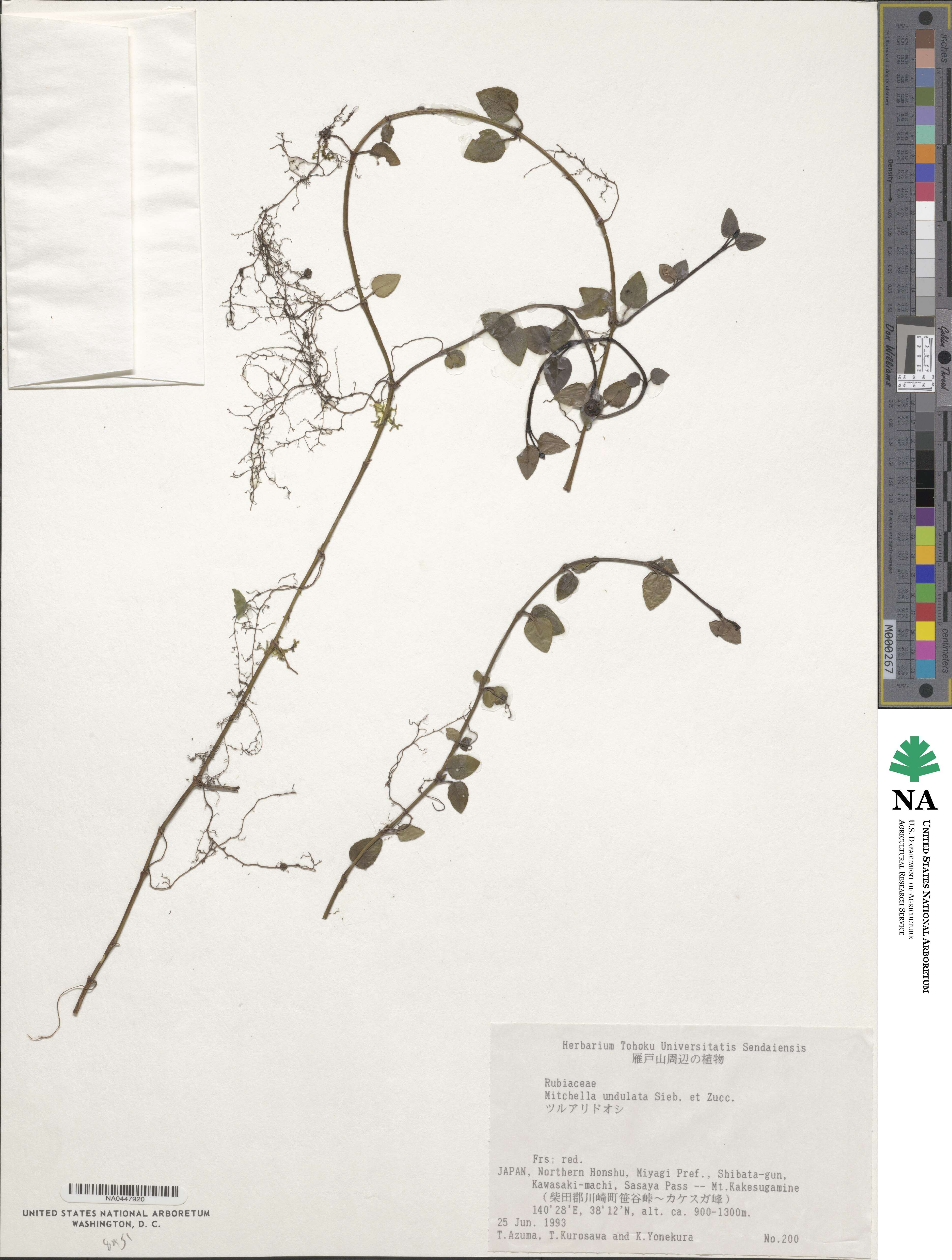 Mitchella undulata image