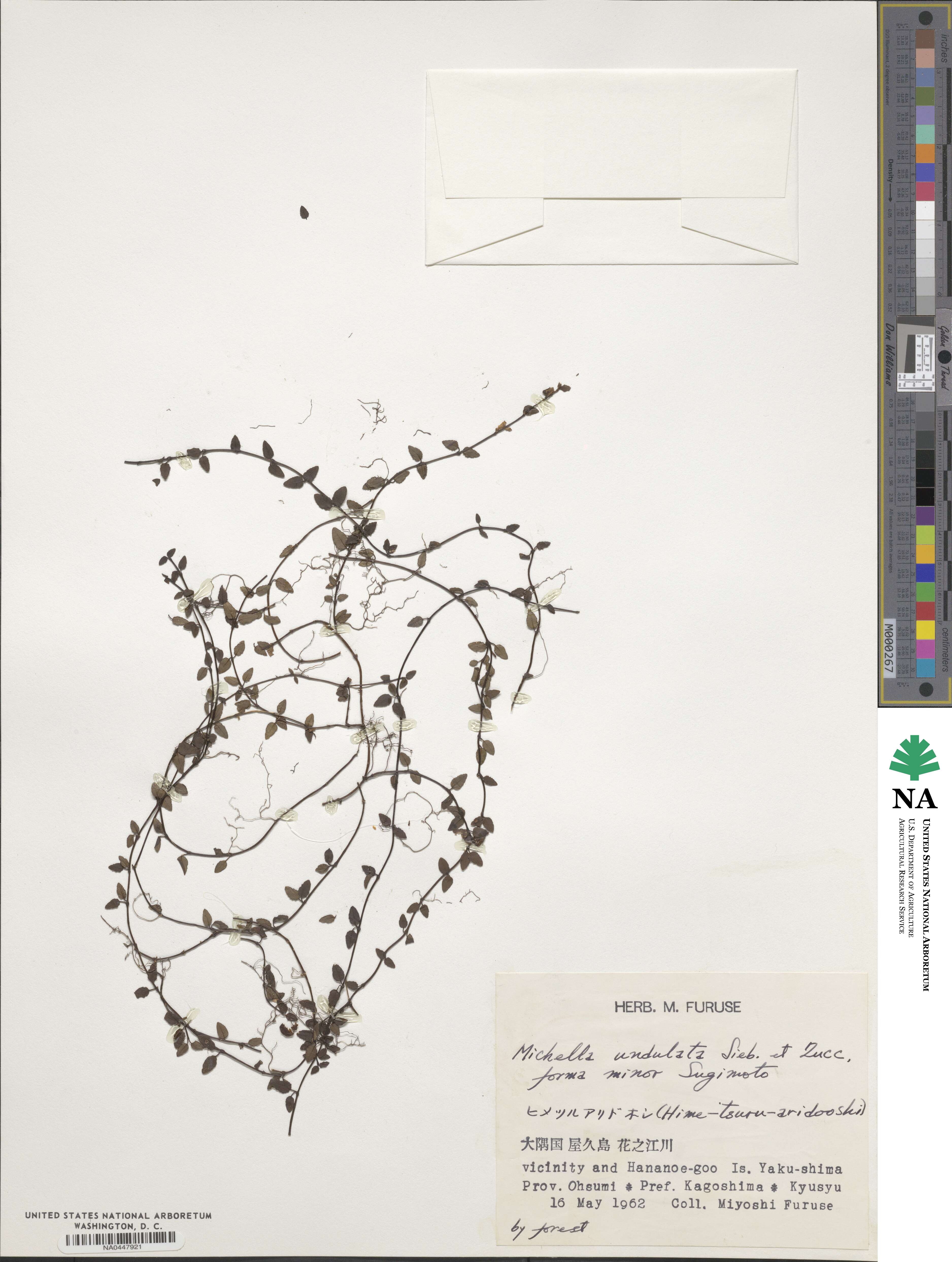 Mitchella undulata image