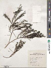 Image of Plocama pendula