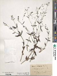 Kelloggia galioides image