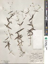 Kelloggia galioides image