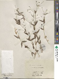 Kelloggia galioides image