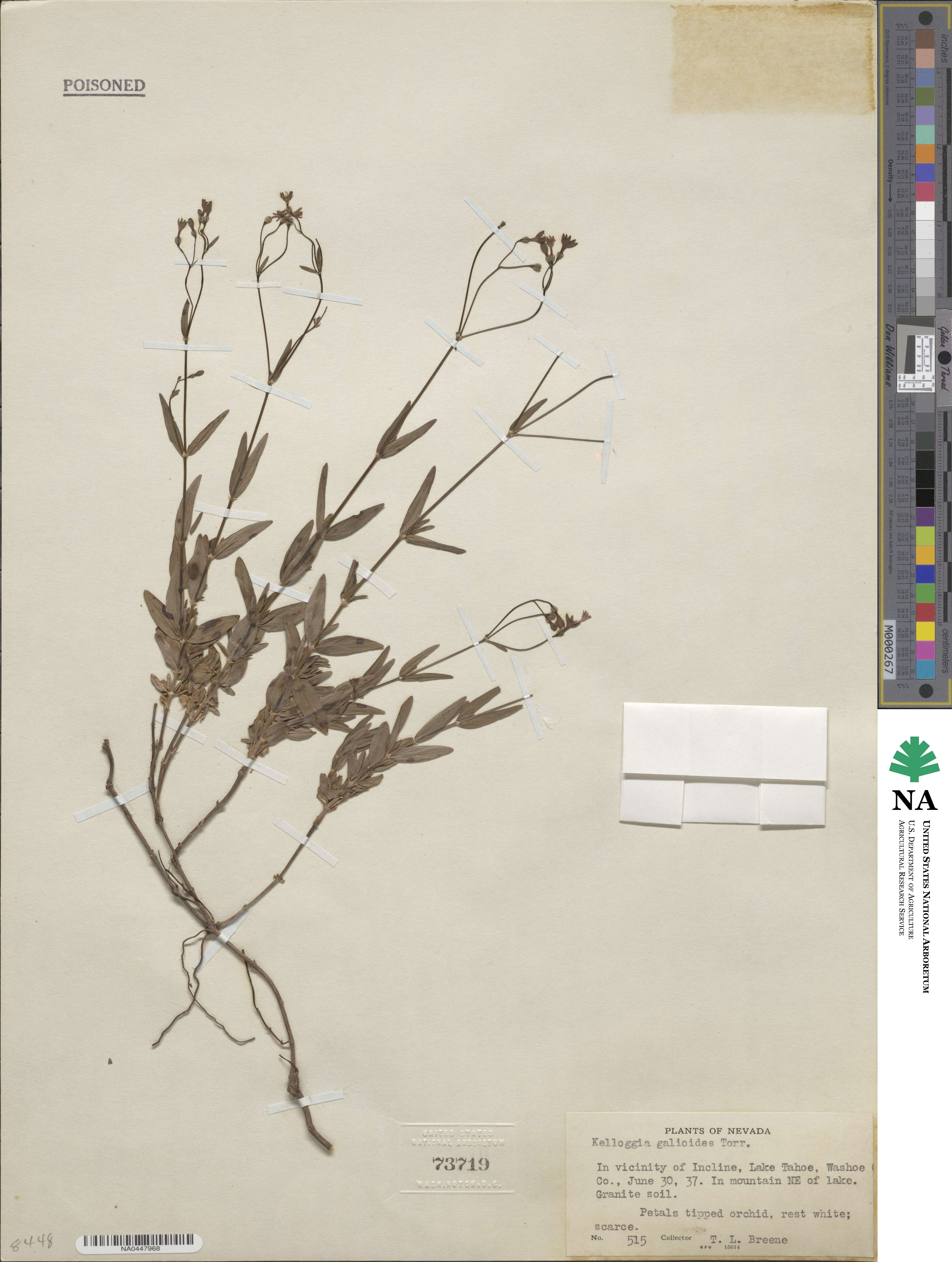 Kelloggia galioides image