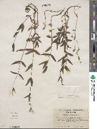 Kelloggia galioides image