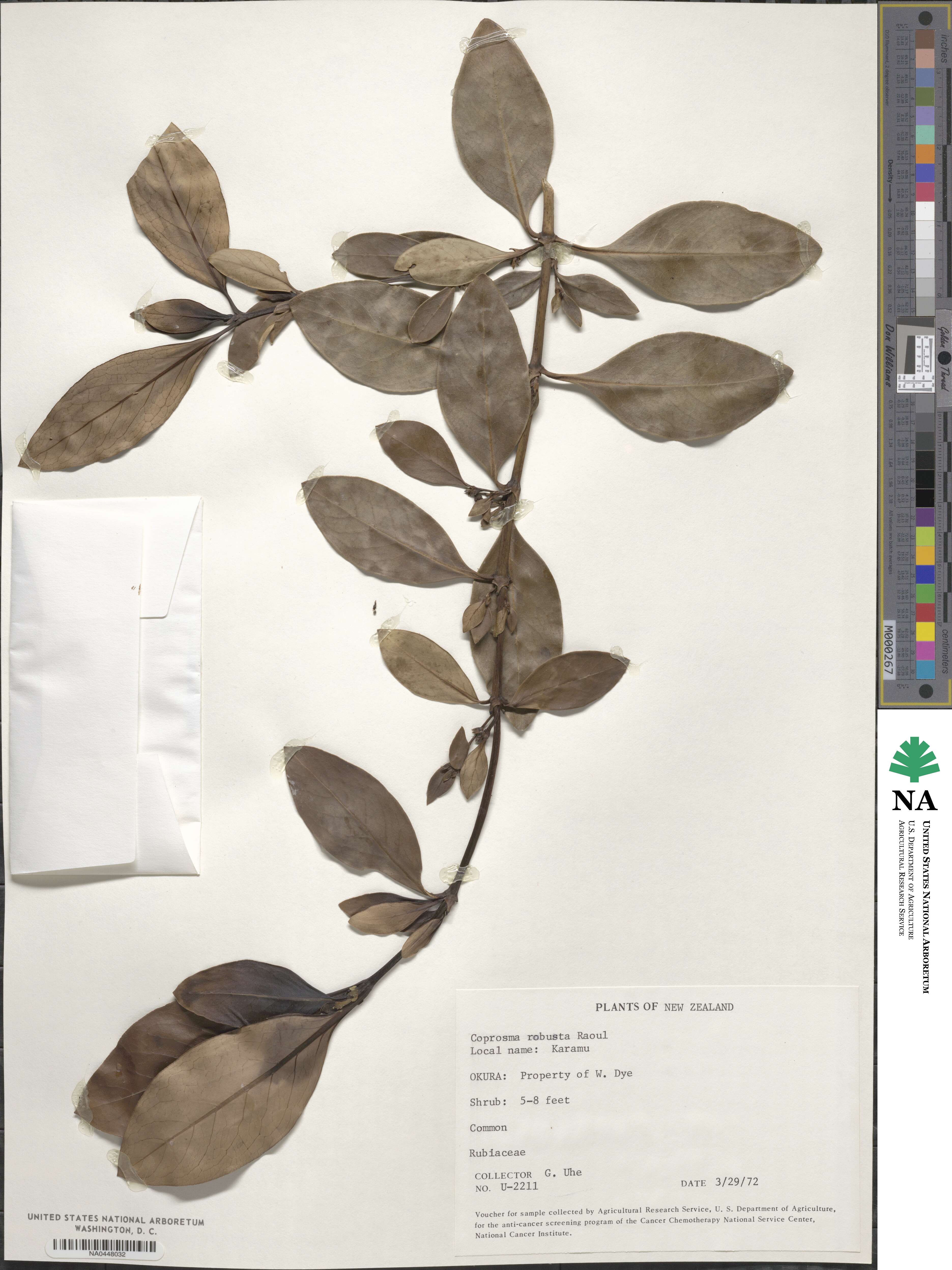 Coprosma robusta image