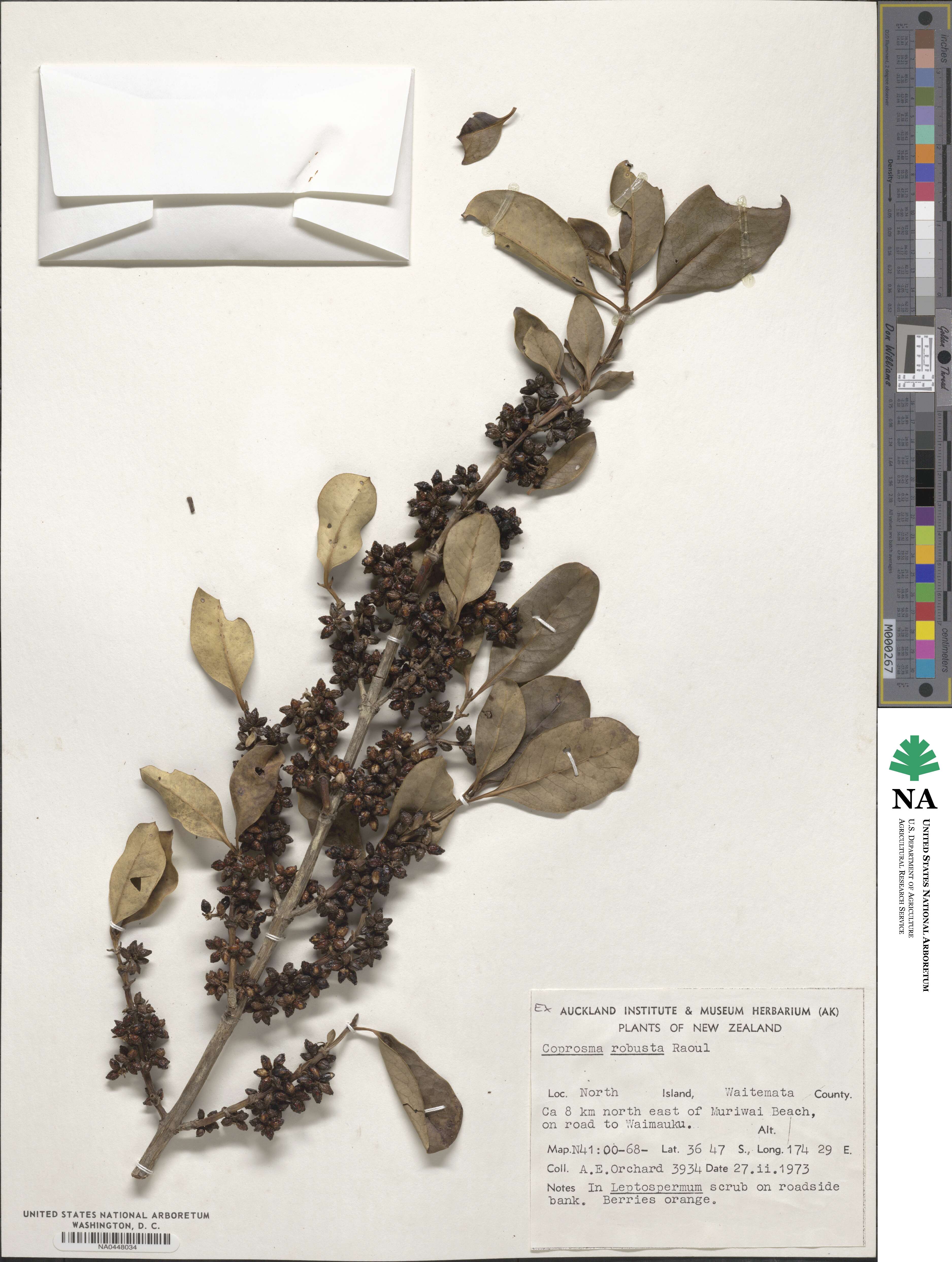 Coprosma image