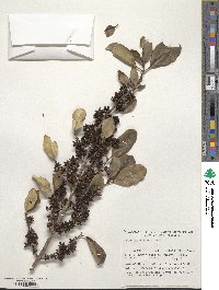 Coprosma robusta image