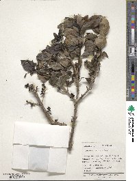 Coprosma robusta image