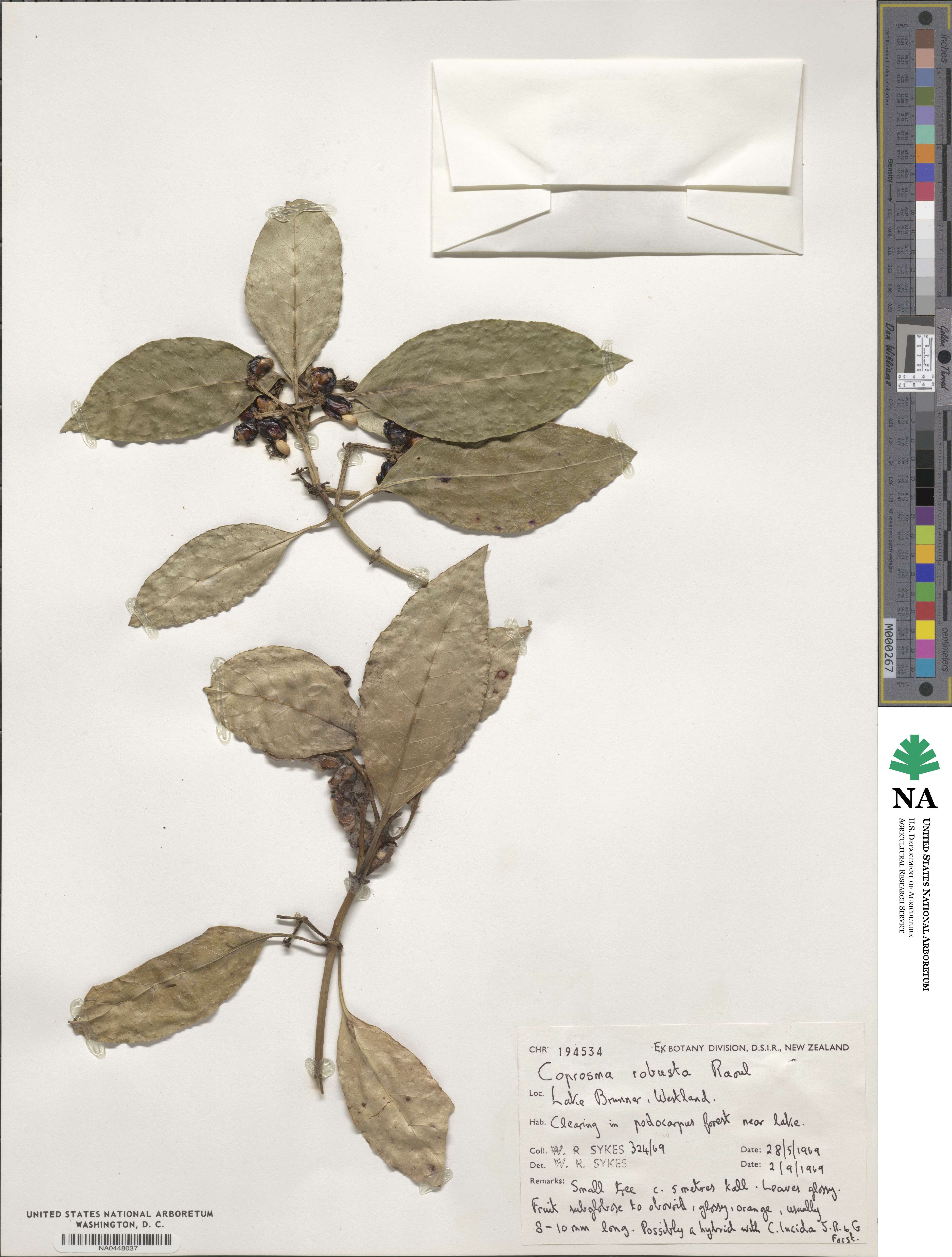 Coprosma robusta image