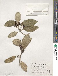 Coprosma robusta image